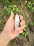 CRONY科尼曉風(fēng)二代微物路亞竿UL超軟調彈射釣魚(yú)竿直柄1.68米S562UL 曬單實(shí)拍圖
