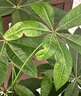 八個(gè)老頭花葉康噴霧劑植物菌立清殺菌劑正品月季專用除菌劑免稀釋多菌靈 買2送1【發(fā)3瓶】 曬單實(shí)拍圖