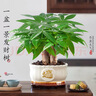 愛優(yōu)尚發(fā)財樹小盆栽盆景辦公室桌面盆栽室內(nèi)客廳綠植好養(yǎng)招財樹源頭直發(fā) 曬單實拍圖
