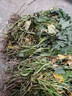 廣東西瓜紅薯藤苗蜜薯大田剪苗超甜無(wú)絲紅心薯種老藤成熟枝苗 100棵西瓜紅蜜薯苗(截枝老苗無(wú)根 曬單實(shí)拍圖
