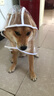 智宙狗狗雨衣泰迪專(zhuān)用中小型犬柴犬雨披防水柯基寵物衣服雨天遛狗下雨 XL背長(zhǎng)36cm（建議15-22斤） 曬單實(shí)拍圖