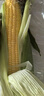 魯韻憶鄉(xiāng)水果玉米新鮮糯玉米現(xiàn)摘當(dāng)季農(nóng)家甜糯嫩苞米棒子帶皮非轉(zhuǎn)基因玉米 水果玉米帶箱5-6斤 曬單實拍圖