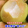 【順豐】新疆庫爾勒香梨 脆甜香妃梨子 新鮮水果禮盒 5斤【全母梨】 特大果 120-150g 曬單實拍圖