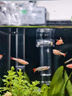 觀賞魚 小型熱帶魚孔雀魚雜袍孔雀魚天空藍(lán)活體活魚紅扇血紅 雜袍孔雀魚3+2條備損【顏色隨機(jī) 曬單實(shí)拍圖