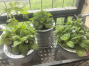 中夢  艾草盆栽新鮮艾蒿室內外陽臺驅蚊香草小綠植物艾葉苗 艾草大苗1盆(加侖盆) 曬單實拍圖