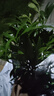 驅(qū)蚊竹柏水培植物大棵室內(nèi)水養(yǎng)綠植花卉盆栽辦公室桌面驅(qū)蚊草好養(yǎng) 精選竹柏10顆+透明鉆石瓶+肥料+彩石 曬單實(shí)拍圖