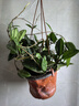 當年開(kāi)花球蘭四季吊蘭爬藤攀援植物心葉心型球蘭帶花大苗 （貴婦）4-5顆當年開(kāi)花 原盆+掛鉤 曬單實(shí)拍圖