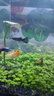 瘋狂水草清潔魚(yú)活體魚(yú)缸除藻工具魚(yú)清道夫黑殼蝦同款淡水觀(guān)賞魚(yú)耐活 混養推薦【清潔+孔雀】（買(mǎi)16送4備損） 曬單實(shí)拍圖