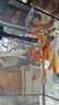 AIPHAROW黃金龍鳳錦鯉魚(yú)懶人魚(yú)好養耐活冷水小黃金活體觀(guān)賞魚(yú)活體黑色錦鯉 4-6CM草金魚(yú)10條 曬單實(shí)拍圖