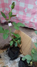 元井月季花苗樹(shù)苗當年開(kāi)花薔薇花苗爬藤特大花卉盆栽地載庭院爬墻月季 戴安娜【不爬藤】 曬單實(shí)拍圖