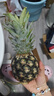 海南金鉆鳳梨 新鮮水果手撕鳳梨孕婦水果 果園直發(fā)整箱包郵非菠蘿 【嘗鮮】1粒裝鳳梨 單果500g起 曬單實(shí)拍圖
