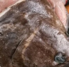賣(mài)魚(yú)七郎 格陵蘭超大鰈魚(yú)頭1.5斤 深海鴉片魚(yú)頭比目魚(yú)頭海鮮水產(chǎn)魚(yú)類(lèi) 曬單實(shí)拍圖