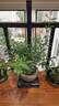 八芽 小葉赤楠盆景擺件室內(nèi)綠植花卉盆栽老樁客廳辦公室桌面好養(yǎng)植物 （【熱銷款】舍得紫砂盆赤楠+苔蘚+底座） 曬單實拍圖