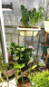 三思植物燈仿太陽全光譜懸掛植物生長燈補光燈-100W大功率可調(diào)光 曬單實拍圖