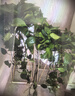 長藤綠蘿盆栽室內(nèi)花卉大葉綠籮水養(yǎng)盆景桌面辦公客廳水培垂吊綠植 精品2白盆藤長80cm左右?guī)?曬單實拍圖