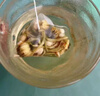 通用清涼茶清熱解暑飲品夏季清涼清l熱解暑茶夏天工地高溫軍訓防中暑 暑氣清涼茶【50包】戶(hù)外運動(dòng) 曬單實(shí)拍圖