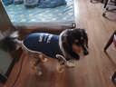 超可耐夏天大型犬狗狗衣服金毛衣服邊牧拉布拉多薩摩耶大狗衣服薄款背心 紅 5XL碼(60斤左右) 曬單實拍圖