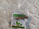 花太守驅(qū)蚊子室內(nèi)花食蟲植物捕蠅草盆栽大嘴超大吃蟲草撲蠅草種子驅(qū)蚊小 大嘴·捕蠅草種子50粒+肥料 曬單實(shí)拍圖