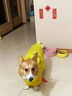 嬉皮狗（hipidog）柯基犬專(zhuān)用狗狗雨衣中小型犬泰迪雪納瑞柴犬寵物雨天衣服防水肚兜 洛克黃鴨鴨造型雨衣 L 推薦狗狗體重19-24斤 曬單實(shí)拍圖