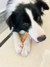 SLPC狗狗雨衣大型犬四腳全包金毛雨衣帶帽子尾罩防水中型寵物雨衣 蛋黃公狗 8XL（適合約35到55斤） 曬單實拍圖