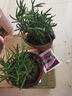 迷迭香苗盆栽可食用驅(qū)蚊植物香草薄荷苗綠植物室內(nèi)煎牛排水培花卉 迷迭香原盆土一盆 盆徑約12cm 含盆高約25cm 曬單實(shí)拍圖