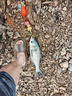 魚漂大肚漂遠(yuǎn)投海釣拋竿海竿鰱鳙電子夜光浮漂咬鉤變色紅旗立漂 5套智能款：咬鉤變色+CR425電池 80克 曬單實(shí)拍圖