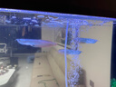 樂淘逸寵銀龍魚活體大中型熱帶觀賞魚魚缸寵物淡水風水魚發(fā)財魚金龍魚 18-20cm七彩銀龍1條順豐 曬單實拍圖