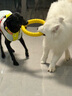 拉夫威爾ruffwear嗨輕狗狗胸背帶狗背帶中小型犬雪納瑞背帶式狗狗牽引繩 苔蘚綠 M 曬單實(shí)拍圖