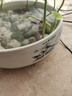 九千谷水仙花盆大號(hào) 陶瓷無(wú)孔圓形水培容器銅錢(qián)草碗蓮山水款約19cm5846 曬單實(shí)拍圖