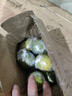 廣東香水檸檬生鮮水果一級果無籽香檸青檸現(xiàn)摘現(xiàn)發(fā)帶箱發(fā)貨包郵 【2斤】單果50-65g 帶箱發(fā)貨 曬單實拍圖