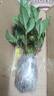 梔子花盆栽四季開花帶花苞室內(nèi)綠蘿水培花卉綠植物茉莉花九里香 低配款：15-20cm【2株】當(dāng)年少量開花 濃香型梔子花【帶花苞】10天開花 曬單實(shí)拍圖