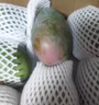 儒沐宸光四川攀枝花凱特芒當(dāng)應(yīng)季新鮮水果超甜芒果水果應(yīng)季現(xiàn)摘時(shí)令生鮮 臻選一級(jí)大果丨單果400g+ 凈重9斤丨多人聚會(huì)裝 曬單實(shí)拍圖
