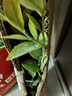 歐悟正宗藍莓樹(shù)苗帶原土藍莓樹(shù)果苗盆栽地栽果樹(shù)苗室內耐寒南北方種植 精選品種藍莓苗【6年苗】含原土 曬單實(shí)拍圖