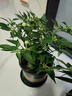 邇英閣辣椒盆栽五彩椒可食用帶果朝天椒庭院陽(yáng)臺種植觀(guān)賞食用花卉 五彩椒2盆【帶花苞  一個(gè)月后結果】+加侖盆 曬單實(shí)拍圖