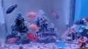 樂淘逸寵血紅鸚鵡魚活體發(fā)財(cái)魚財(cái)神魚大型熱帶觀賞魚淡水好養(yǎng) 10-11cm紅+黃+梅花鸚鵡各1條 曬單實(shí)拍圖