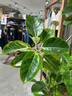 SUAVECITO骷髏頭發(fā)油發(fā)蠟?zāi)袕?qiáng)力定型復(fù)古背頭油頭發(fā)泥啫喱膏發(fā)型油頭膏發(fā)膠 【經(jīng)典古龍】古龍款113g+發(fā)油30g 曬單實(shí)拍圖