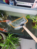 漁汐緣木柄抄網(wǎng)超密100目魚(yú)糞清潔撈金魚(yú)網(wǎng)兜過(guò)濾殘渣魚(yú)苗蝦魚(yú)卵泡沫網(wǎng) 木柄50厘米長(cháng) 寬35 深25厘米 曬單實(shí)拍圖