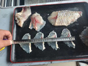 羚木 商用全自動(dòng)斜切魚(yú)片機(jī) 商用全自動(dòng)切魚(yú)片機(jī)多功能片魚(yú)機(jī)黑魚(yú)草魚(yú)酸菜魚(yú)片水煮魚(yú)片機(jī)器 SNP-2020(新型單槽) 曬單實(shí)拍圖