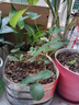 開(kāi)時(shí)果 四季草莓苗奶油紅顏草莓秧苗 陽(yáng)臺種植當年結果新苗帶土果苗盆栽 【活動(dòng)款】奶油（3盆）+雙色盆 草莓基地-原土原盆直發(fā) 曬單實(shí)拍圖
