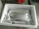 即食海參6斤90只大連遼刺參單個獨立包裝真空6頭鮮燉鮮食冷蒸禮盒 9年刺參王半斤5-8只【試吃】 曬單實拍圖