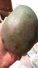 四川攀枝花凱特芒果【新鮮當(dāng)季時令】生鮮多汁芒果水果凱特芒果 5斤 | 果農(nóng)推薦 單果300g+ | 凈4.5斤 【老農(nóng)精采】 曬單實拍圖