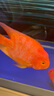 備能 日本黃粉魚藥爛尾爛肉魚用白點凈水霉病頭洞魚缸專用殺菌藥劑50g 曬單實拍圖