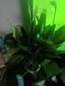白掌一帆風(fēng)順盆栽植物室內(nèi)花卉綠植水養(yǎng)四季開花新手好養(yǎng)活 白掌1盆帶繁星盆 曬單實(shí)拍圖