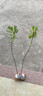 金枕榴蓮樹(shù)苗南北方四季種植廣西嫁接貓山王大果樹(shù)盆栽當年結果 精選金枕榴蓮5年苗(當年結果 90cm(含)-99cm(含) 曬單實(shí)拍圖