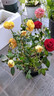 鉆石玫瑰花迷你月季花苗四季開花盆栽老樁花好養(yǎng)陽(yáng)臺(tái)室內(nèi)客廳花卉 鉆石玫瑰 混色 原盆栽好 曬單實(shí)拍圖