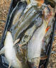 日本進(jìn)口配方逗釣泡沫珠野釣傳統釣假餌垂釣魚(yú)餌料釣魚(yú)珠珠浮力餌 【御】中藥味泡沫餌 曬單實(shí)拍圖