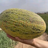 【新疆直發(fā)/順豐】正宗吐魯番苦豆蜜瓜當(dāng)季水果脆甜新疆哈密瓜86 2枚（共8-9斤裝）新疆空運(yùn)直發(fā) 曬單實(shí)拍圖