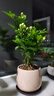 八芽茉莉花盆栽植物濃香型室內(nèi)花卉辦公室桌面陽臺好養(yǎng)四季開花綠植 茉莉花（雪梨盆）含紫砂托盤 帶盆栽好 曬單實拍圖