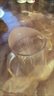 albo敞口杯寶寶水杯2歲以上直飲喝奶PPSU斜口學(xué)飲杯兒童牛奶杯 斜口ppsu學(xué)飲水杯 200ml 曬單實(shí)拍圖