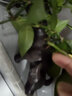 慈緣正堂陶瓷水牛擺件 紫砂牛茶寵 十二生肖牛瓷器辦公室茶臺(tái)桌面客廳裝飾 陶瓷 水牛 站款 長(zhǎng)18cm 曬單實(shí)拍圖